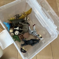 アニア　の画像