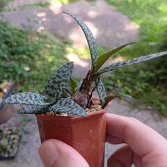 球根植物 レデボウリア・ソシアリスの画像