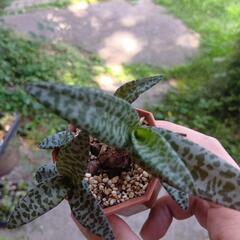 球根植物 レデボウリア・ソシアリスの画像