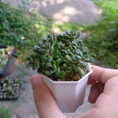 多肉植物 だるま姫秋麗 × スプリングワンダー 🌺 の画像