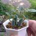 ランキングキーワードに紐づく投稿画像-多肉植物