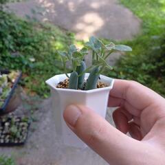 多肉植物 七宝樹 錦 🌵✨️の画像