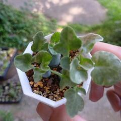 多肉植物 七宝樹 錦 🌵✨️の画像