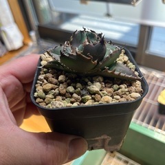 アガベ　3種セットの画像