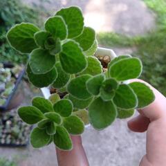虫除け対策にも❕️多肉植物 アロマティカスの画像