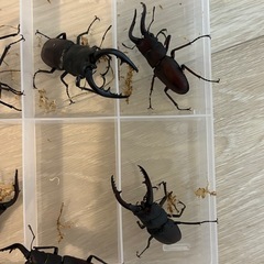 ノコギリクワガタ　【野外採取】　9匹！　　🤗　の画像