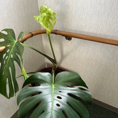 モンステラ　デリシオーサの画像