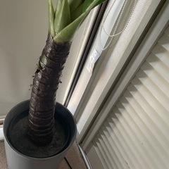 ェイクグリーン／観葉植物風インテリア　155cmほどの画像