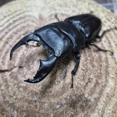 スマトラオオヒラタペアの画像