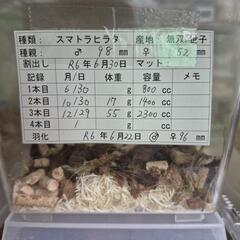 サムネイル