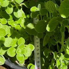 アロマティカス　直径30センチの陶器鉢ごと　ハーブの画像