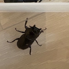 コクワガタ　【野外採取】　♂♀♀ 3匹！　　🤗　の画像