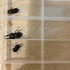コクワガタ　【野外採取】　♂♀♀ 3匹！　　🤗　の画像