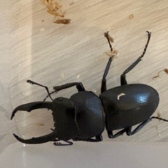 コクワガタ　【野外採取】　♂♀♀ 3匹！　　🤗　の画像
