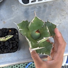 チタノタ白犀牛、アザラシ、白鯨子株の画像