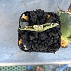 チタノタ白犀牛、アザラシ、白鯨子株の画像