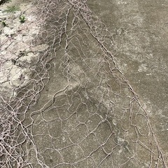 網、ネット、漁業用に使用してました。の画像