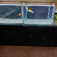 【商談中】水槽セット　オマケ多数の画像