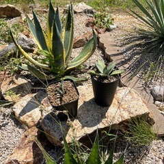 地植え用アガベ　数種類アリの画像