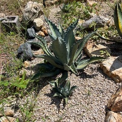地植え用アガベ　数種類アリの画像