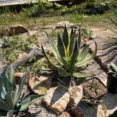 地植え用アガベ　数種類アリの画像