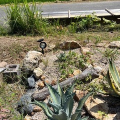 地植え用アガベ　数種類アリの画像