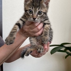 キジトラの子猫ちゃん(首輪：シュシュ)