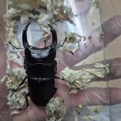 オオクワガタペア1の画像