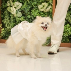 【犬服・ドレス】小型犬用ウェディングセットの画像