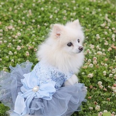 【犬服・ドレス】小型犬用ウェディングセットの画像