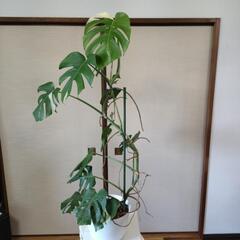 【受け渡し予定者決定】斑入りモンステラ　高さ112cm☓横60cm　の画像