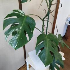 【受け渡し予定者決定】斑入りモンステラ　高さ112cm☓横60cm　の画像