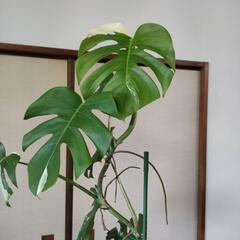【受け渡し予定者決定】斑入りモンステラ　高さ112cm☓横60cm　の画像