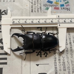 本土ヒラタクワガタ　ペア④ ♂70mmの画像