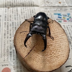 本土ヒラタクワガタ　ペア④ ♂70mmの画像