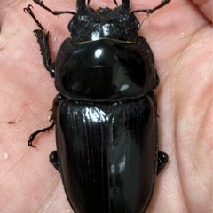 オオクワガタ（能勢SR血統）オス1匹・メス1匹　新成虫の画像
