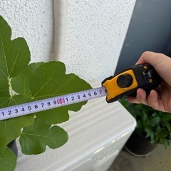 無花果　セレストシュガー　果樹の画像