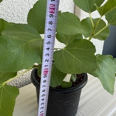 無花果　セレストシュガー　果樹の画像