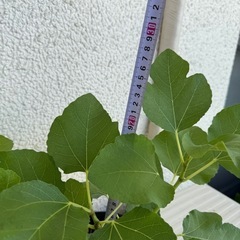 無花果　セレストシュガー　果樹の画像