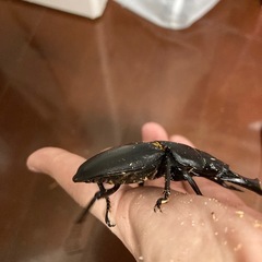 オオクワガタ（能勢SR血統）オス1匹・メス1匹　新成虫の画像