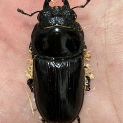 オオクワガタ（能勢SR血統）オス1匹・メス1匹　新成虫の画像