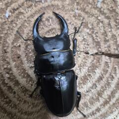 オオクワガタペア2の画像