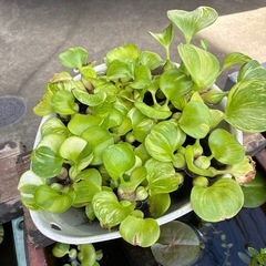 斑入りの布袋草　ほていそうの画像