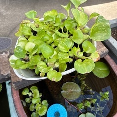 斑入りの布袋草　ほていそうの画像