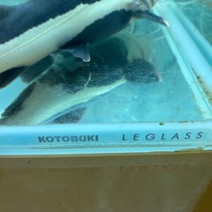 コトブキレグラス 1200ガラス水槽の画像