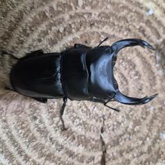 オオクワガタペア3の画像