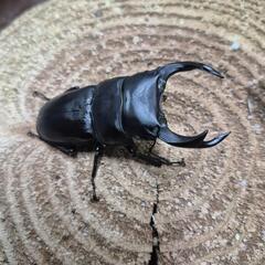 オオクワガタペア3の画像