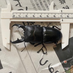 本土ヒラタクワガタ　ペア⑤ ♂70mmの画像