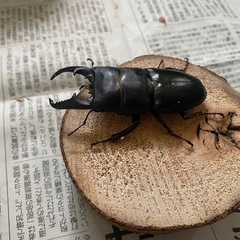 本土ヒラタクワガタ　ペア⑤ ♂70mmの画像