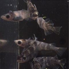 ⭐️和墨⭐️メダカ　3ペアの画像
